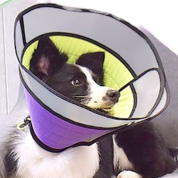 Soft Dog Scratch Cone New Size Medium Alternative Protective Recovery Cone - Picture 1 of 4